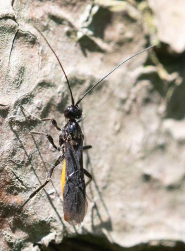 Réf. 344 556 : Atanycolus denigrator
